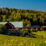 Pollenallergi 2026 Norden: Leger advarer om den verste sesongen på ti år